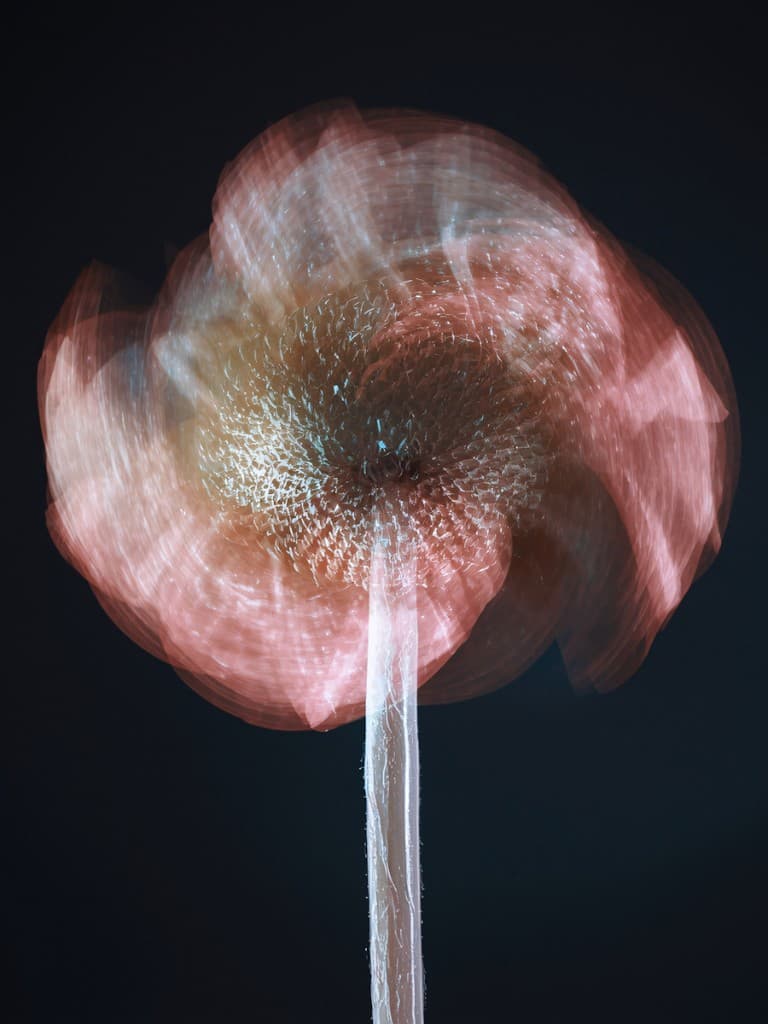 A translucent flower captured in layered motion